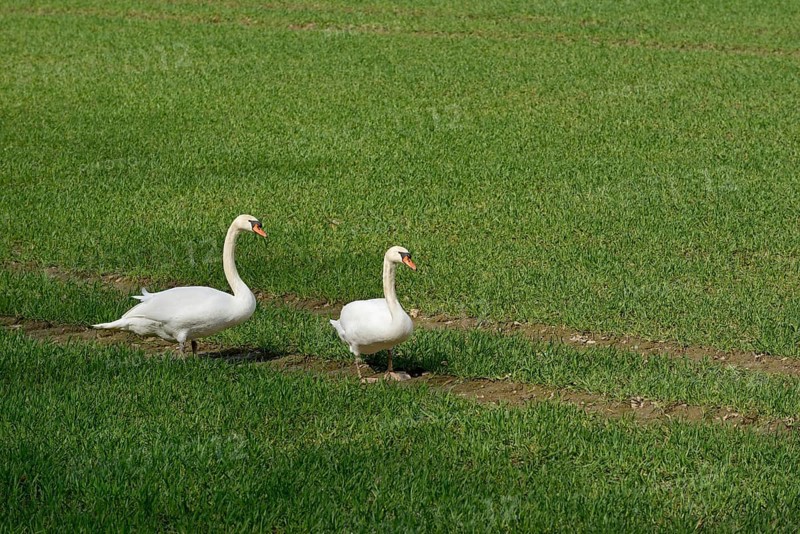 Höckerschwan (Cygnus olor), Schwäne auf einem grünen Getreidefeld, Nordrhein-Westfalen, Deutschland