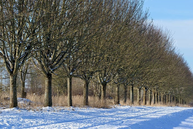 Winterlandschaft, Bäume an einem schneebedeckten Feldweg, blauer Wolkenhimmel, Nordrhein-Westfalen, Deutschland