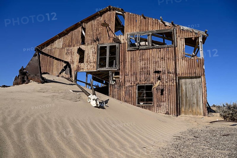 Schädel einer Oryx-Altilope (Oryx gazella) vor einer Ruine der ehemaligen Diamantenstadt Pomona, Diamentensperrgebiet, bei Lüderitz, Region Karas, Namibia