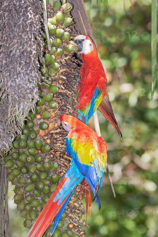 Scarlet Macaws (Ara macao) perching on a tree, Corcovado National Park, Osa Peninsula, Costa Rica