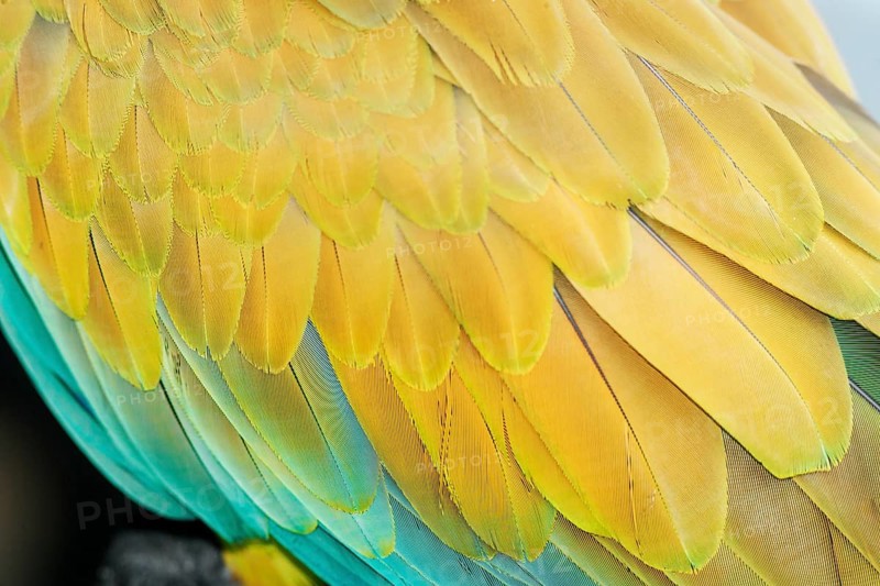 Military macaw (Ara militaris) feathers, close-up, Costa Rica, Central America