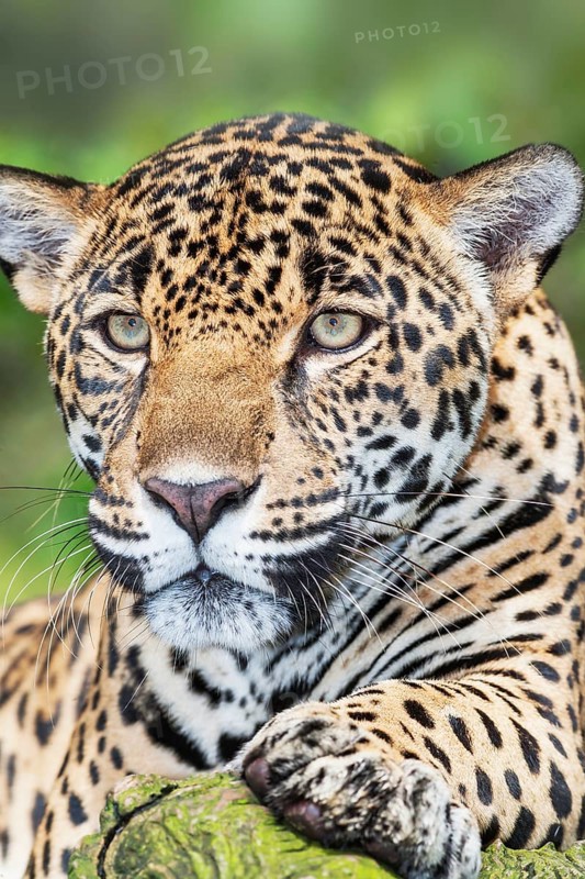 Close-up of a Jaguar (Panthera onca), Costa Rica, Central America