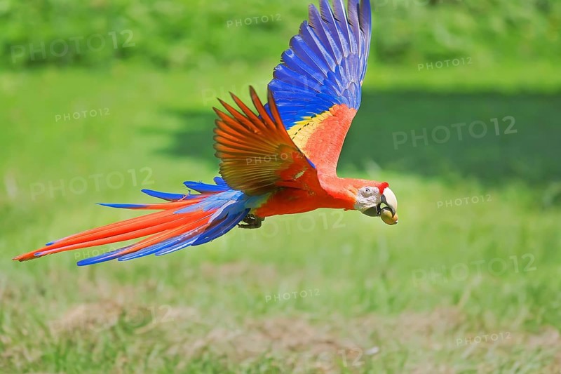 Scarlet Macaw (Ara macao) in flight, Corcovado National Park, Osa Peninsula, Costa Rica