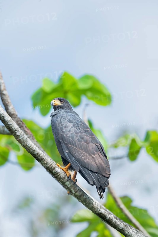 Great black hawk (Urubitinga urubitinga) perched on a tree, Corcovado National Park, Osa Peninsula, Costa Rica