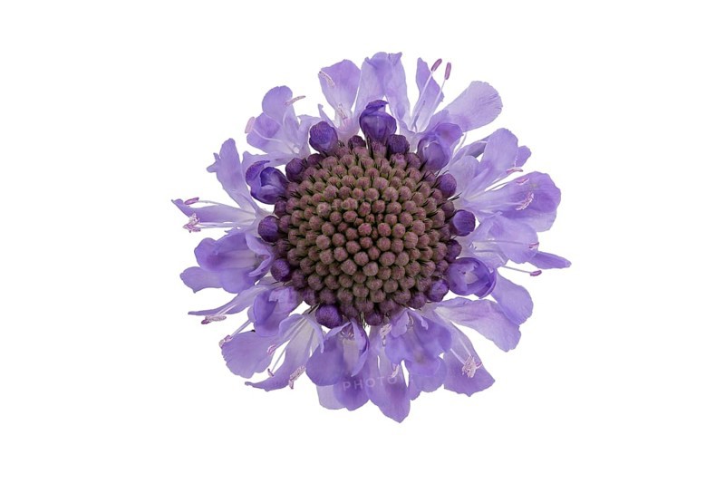 Tauben-Skabiose (Scabiosa columbaria), Blüte, Deutschland