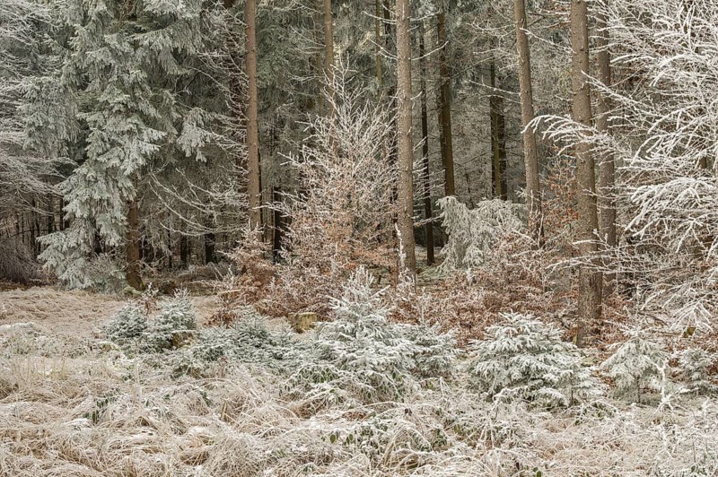 Mixed forest with norway spruce (Picea abies) and European beech (Fagus sylvatica) white from roarfrost, on a sunny day in winter, Bavaria, Germany