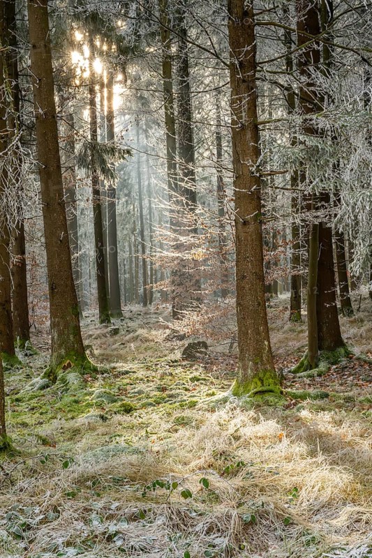 Mixed forest with norway spruce (Picea abies) and European beech (Fagus sylvatica) white from roarfrost, on a sunny day in winter, Bavaria, Germany