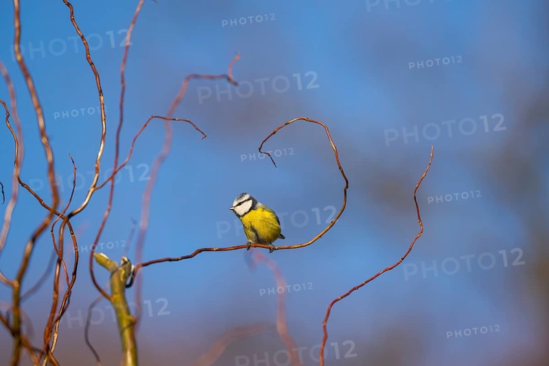 Eurasian blue tit (Cyanistes caeruleus) sitting on a branch, Bavaria, Germany
