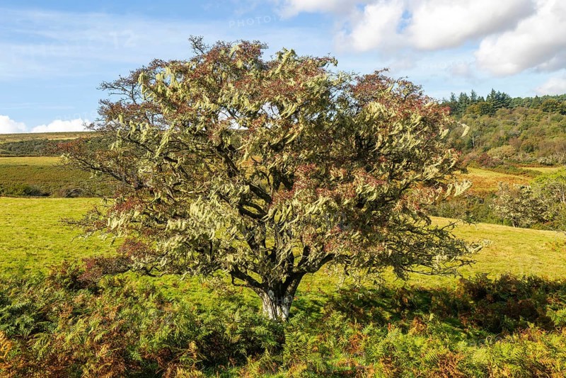 Lichen growing on hawthorn tree, near Hayford, Buckfastleigh, Dartmoor national park, Devon, England, UK indicating good unpolluted air quality