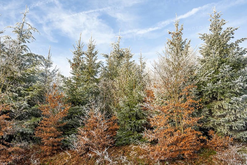 Mixed forest with norway spruce (Picea abies) and European beech (Fagus sylvatica) white from roarfrost, on a sunny day in winter, Bavaria, Germany