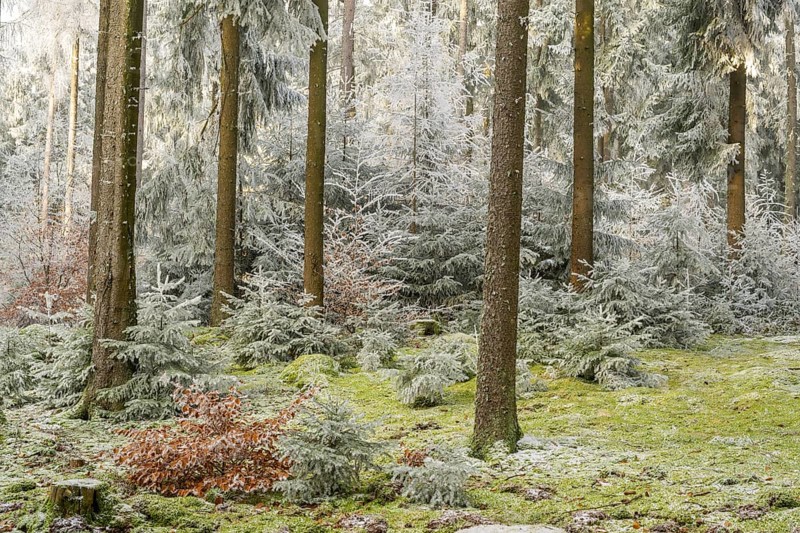 Mixed forest with norway spruce (Picea abies) and European beech (Fagus sylvatica) white from roarfrost, on a sunny day in winter, Bavaria, Germany