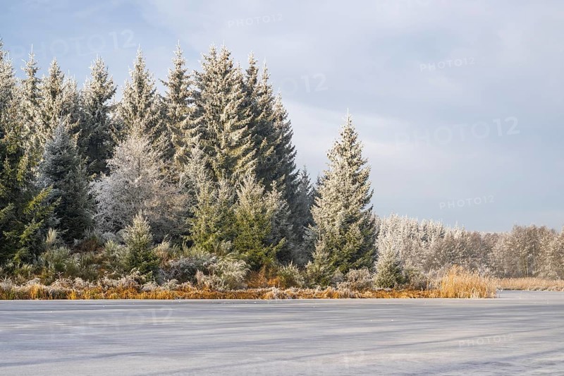 A frozen pont in a valley surrounded by a mixed forest with norway spruce (Picea abies) and European beech (Fagus sylvatica) white from roarfrost, on a sunny day in winter, Bavaria, Germany