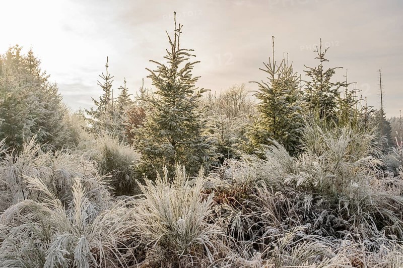 Mixed forest with norway spruce (Picea abies), European beech (Fagus sylvatica) and Common broom (Cytisus scoparius), white from roarfrost, on a sunny day in winter, Bavaria, Germany, Europe