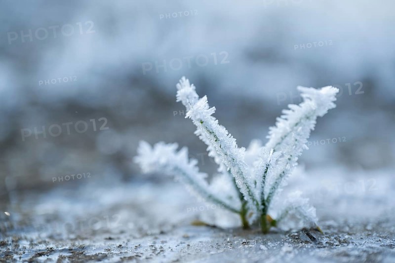 Ice crystals from roarfrost on grass blades in winter, Bavaria, Germany