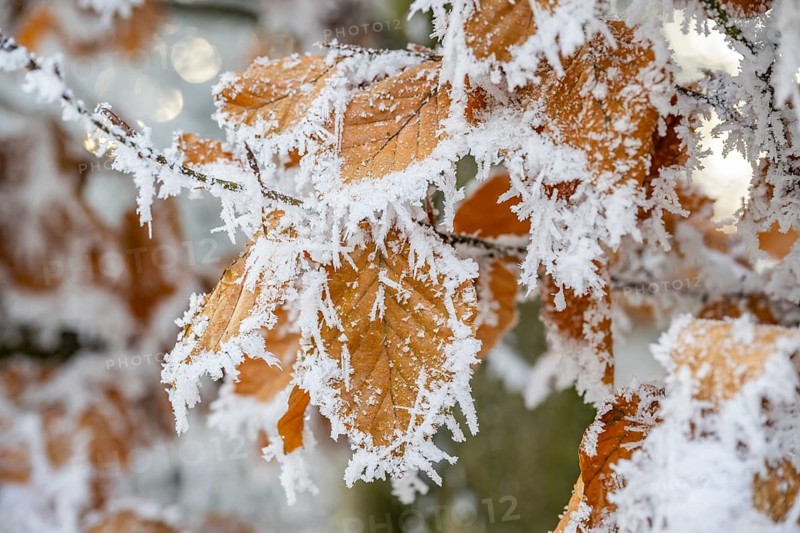 Ice crystals from roarfrost on a common beech (Fagus sylvatica) leaf at sunshine in winter, Bavaria, Germany