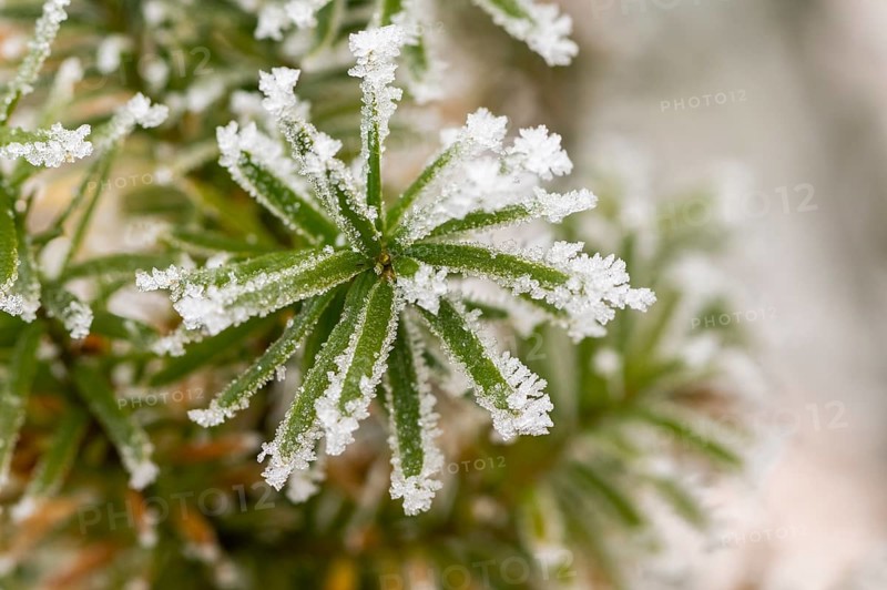 Ice crystals from roarfrost on common yew (Taxus baccata) needles at sunshine in winter, Bavaria, Germany