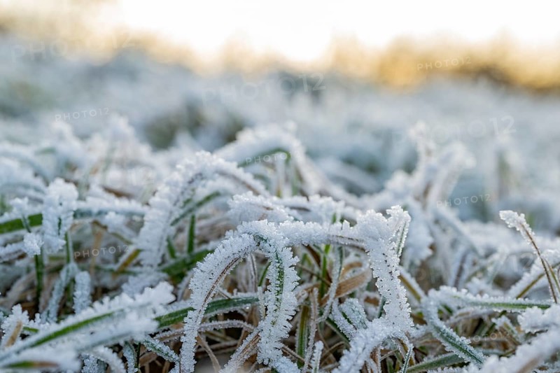 Ice crystals from roarfrost on grass blades in winter, Bavaria, Germany