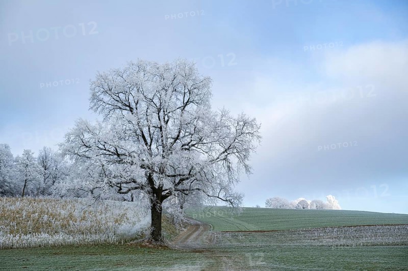 English oak (Quercus robur) tree with hoarfrost on the branches on a meadow in winter, Bavaria, Germany