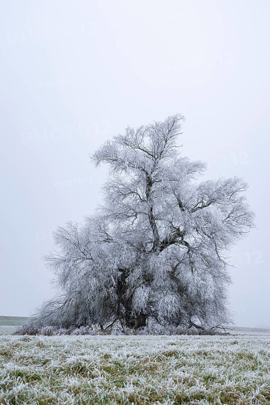 Eastern crack-willow (Salix euxina) standing on a meadow with hoarfrost on the branches in winter, Bavaria, Germany