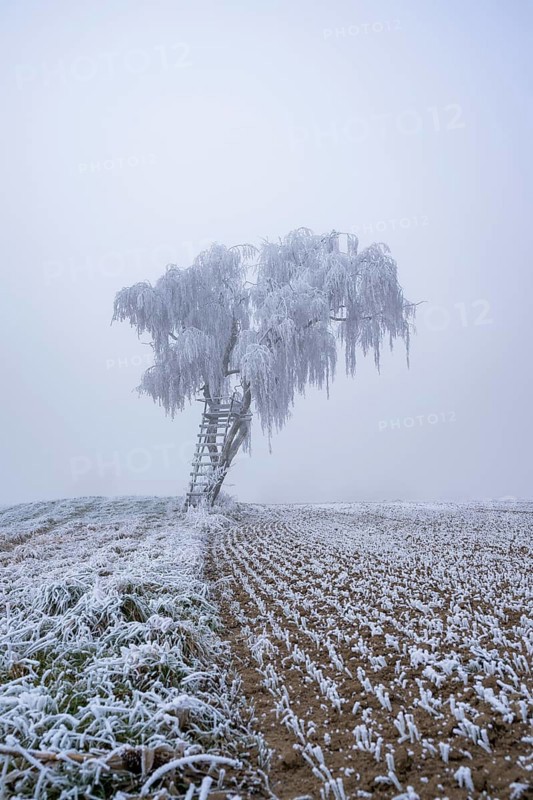 Silver birch (Betula pendula) with a raised hide in a meadow with hoarfrost on the branches in winter, Bavaria, Germany
