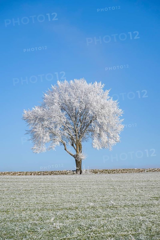 Silver lime tree (Tilia tomentosa) with hoarfrost on the branches standing on a meadow on a sunny day with blue sky in the background in winter, Bavaria, Germany