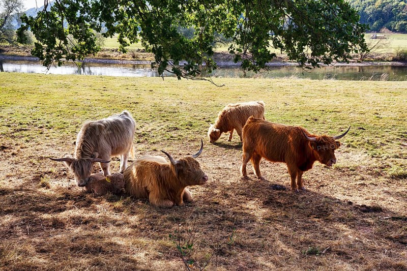 Hochlandrinder, Herde mit Kalb sucht Schatten, Neugeborenes liegt bei seiner Mutter, Landschaftspflege, Weidehaltung, Holzminden, Weserbergland, Niedersachsen, Deutschland