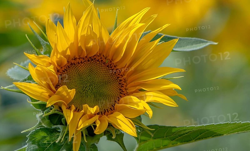 Sonnenblume, Pfalz, Rheinland-Pfalz, Deutschland