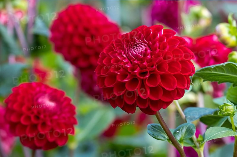 Dahlien (Dahlia), Münsterland, Nordrhein-Westfalen, Deutschland