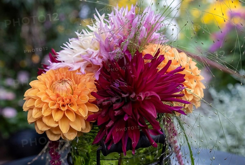 Kleiner Blumenstrauss mit Dahlien, Nordrhein-Westfalen, Deutschland