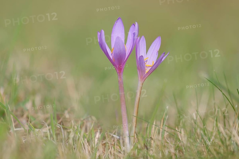 Autumn crocus (Colchicum autumnale), autumn crocus (Colchica) flowering in meadow, wet meadow, autumn messenger, season, autumn, bulbous plant, poisonous, poison, in a natural environment in the wild, Siegerland, North Rhine-Westphalia, Germany