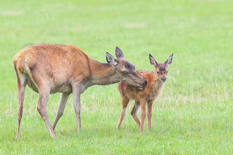 Adult red deer cow (Cervus elaphus) with calf standing in a meadow, licking fur from calf, wildlife, mammal, Forsthaus Hohenroth am Rothaarsteig, Siegen-Wittgenstein, North Rhine-Westphalia, Germany