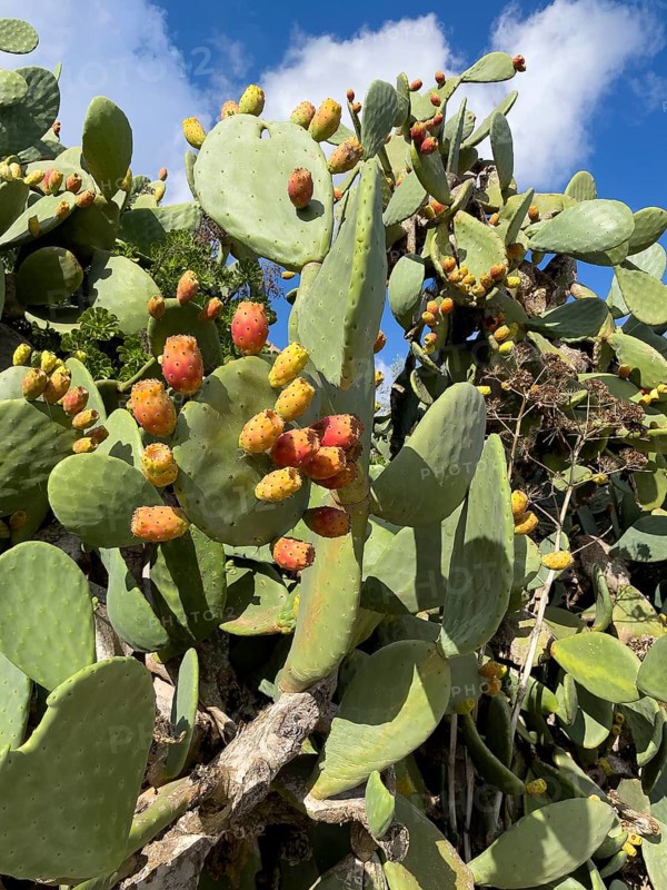 Prickly pear cactus (Opuntia ficus) Opuntia with orange-coloured prickly pear flowers. Gozo, Malta
