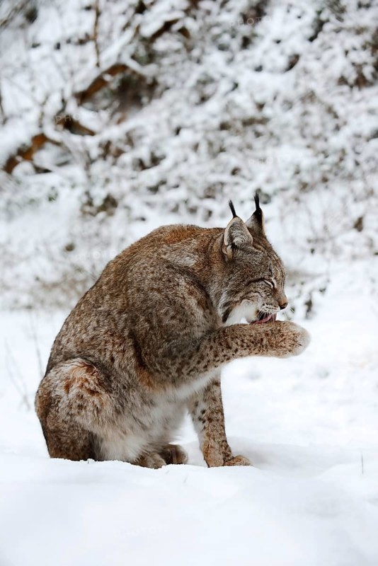 Eurasian lynx (Lynx lynx) licking its paw, winter, captive, Germany