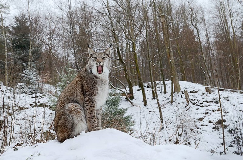 Eurasian lynx (Lynx lynx) sitting on a snowy hill and yawning, winter, captive, Germany