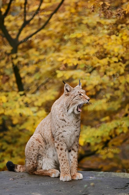 Eurasian lynx (Lynx lynx) sitting on a stone and yawning in autumn, captive, Germany