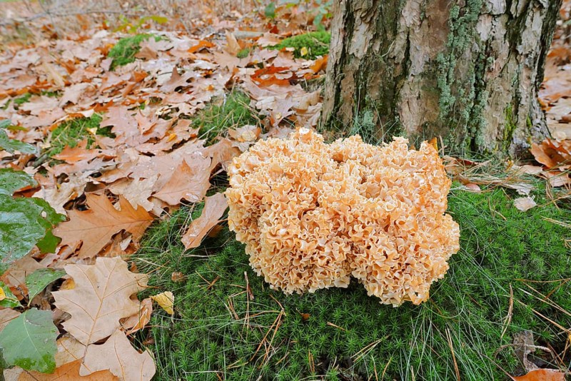 Wood Cauliflower fungus or fat hen (Wood Cauliflower crispa) in autumn, Gelderland, Netherlands