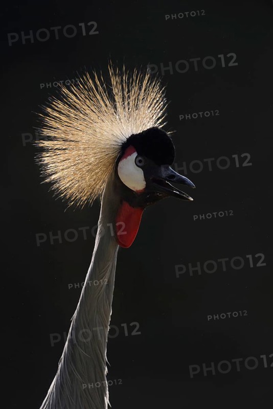 South African Crowned Crane or Grey-necked Crowned Crane (Balearica regulorum), portrait in backlight, captive, occurrence in Africa