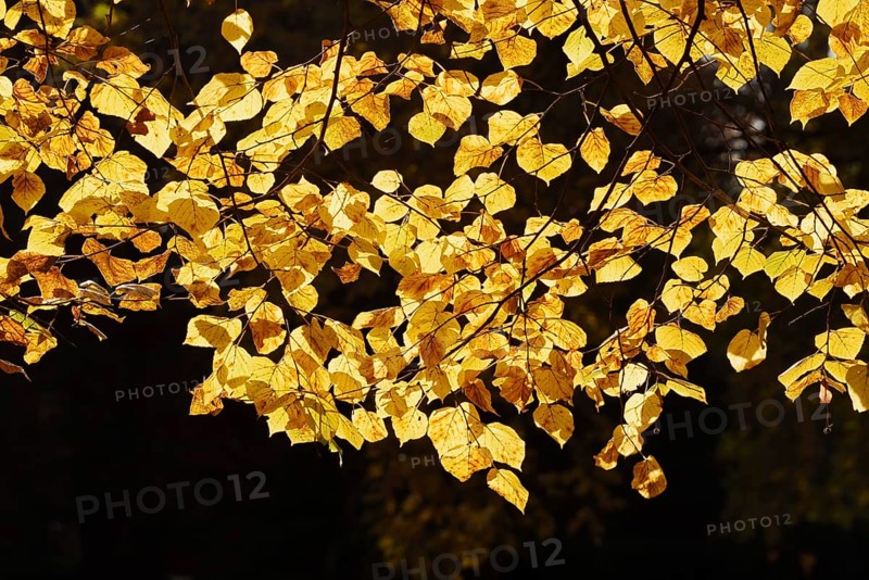 Summer lime (Tilia platyphyllos), leaves in autumn, North Rhine-Westphalia, Germany