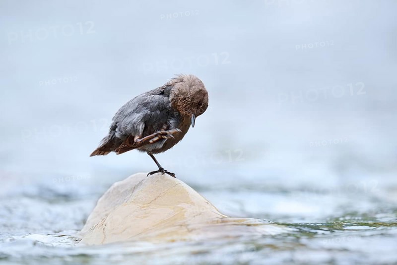 Grey White-throated Dipper (Cinclus mexicanus) standing on a rock in the water, Waterton Lakes National Park, Alberta, Canada