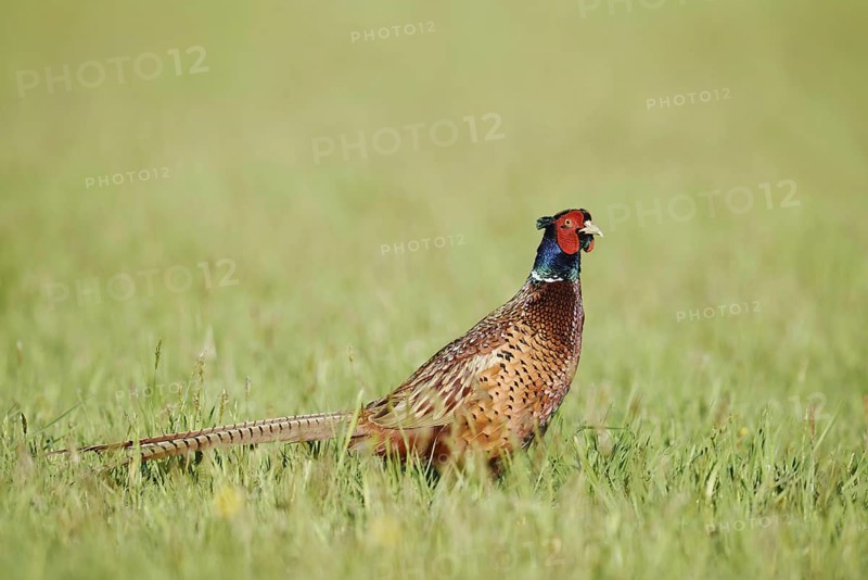 Hunting pheasant (Phasianus colchicus), cock standing in a meadow, North Rhine-Westphalia, Germany