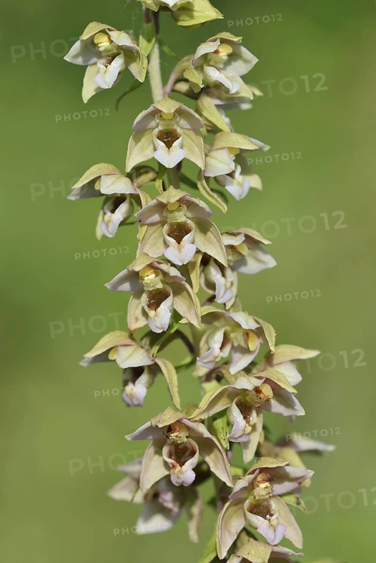 Broad-leaved helleborine or broad-leaved marsh orchid (Epipactis helleborine), inflorescence, North Rhine-Westphalia, Germany