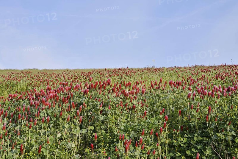 Purple clover or foxtail clover (Trifolium rubens) flowering, North Rhine-Westphalia, Germany