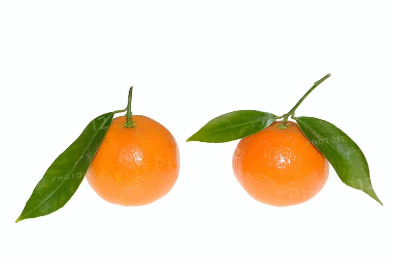 Clementine (Citrus clementina), fruit and leaves on a white background