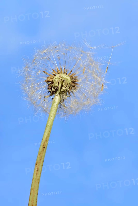 Common dandelion (Taraxacum sect. Ruderalia), dandelion, North Rhine-Westphalia, Germany