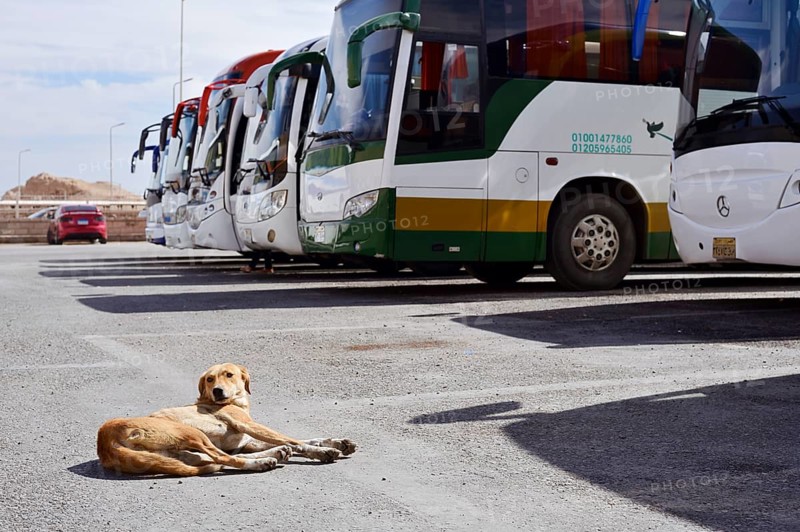 Dog and buses at the car park of Hatshepsut Temple, Mortuary Temple of Hatshepsut, Deir el-Bahari, Thebes, Luxor, Egypt