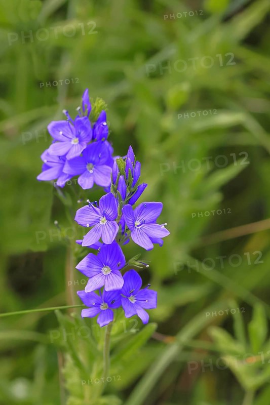 Veronica teucrium (Veronica teucrium) blue flower at the edge of a field hedge, Lahnstein, Rhineland-Palatinate, Germany