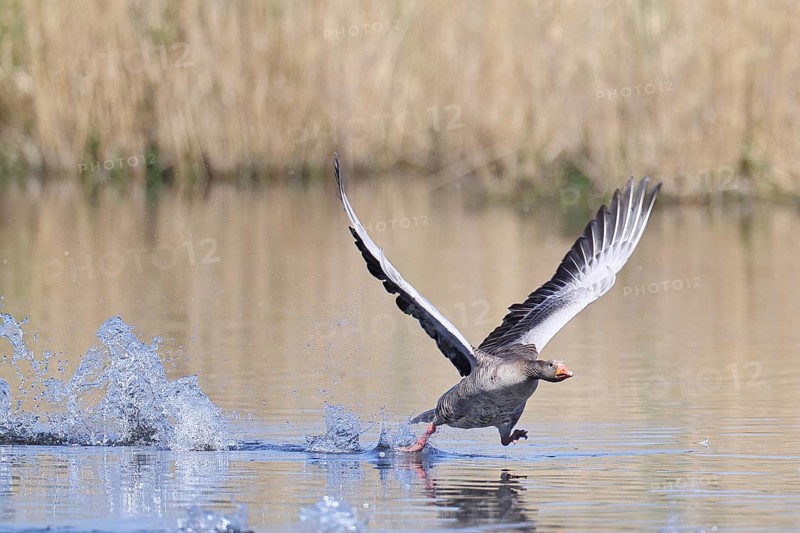 Greylag goose (Anser anser) taking off on a pond, Wagbachniederung nature reserve, Waghäusel, Baden-Württemberg, Germany