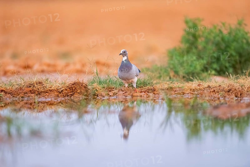 Rock dove (Columba livia) on a farmers field at a water pool, Belchite, Aragon, Saragossa, Spain