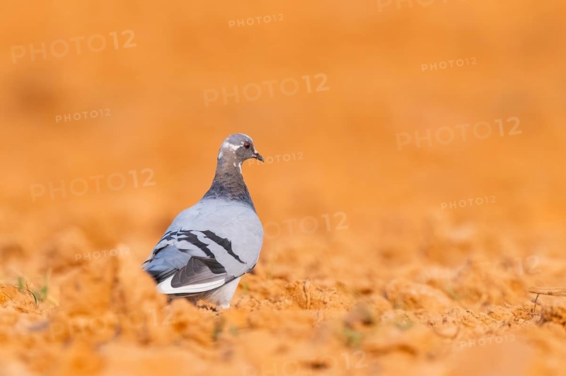 Rock dove (Columba livia) on a farmers field, Belchite, Aragon, Saragossa, Spain
