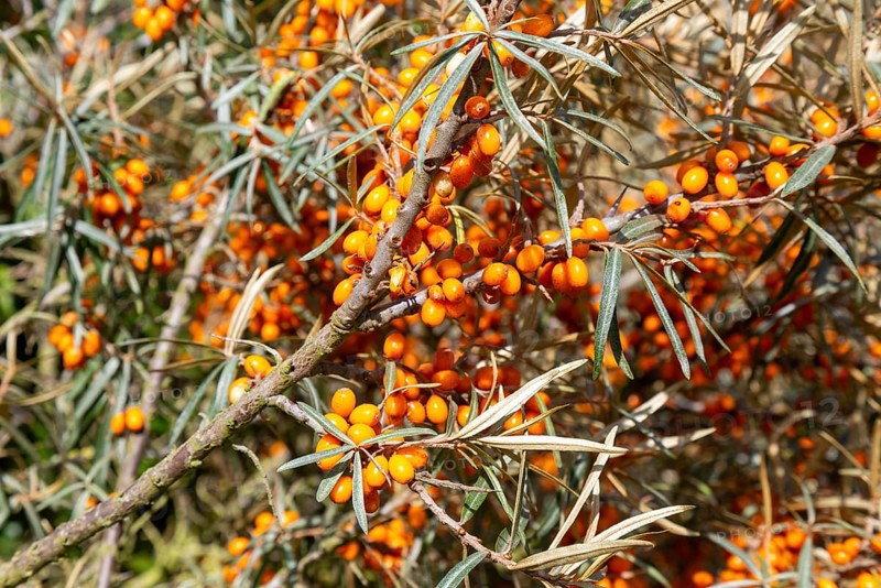 Orange fruit berries of common sea buckthorn plant, Hippophae, Bawdsey, Suffolk, England, UK